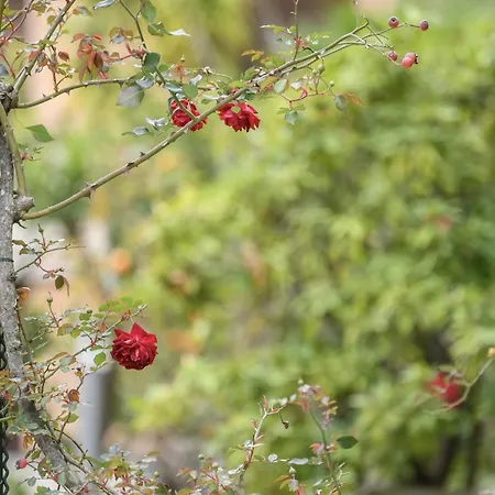 Hotiday Collection - 4* Rapallo